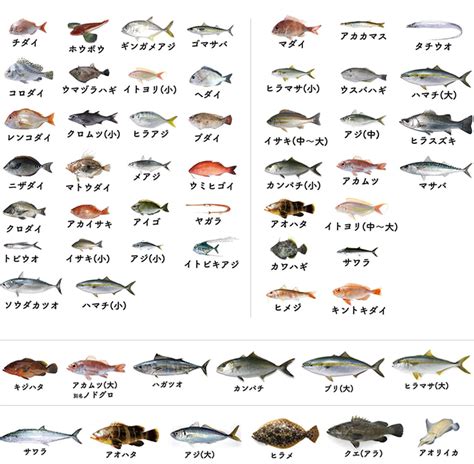 火口魚種類